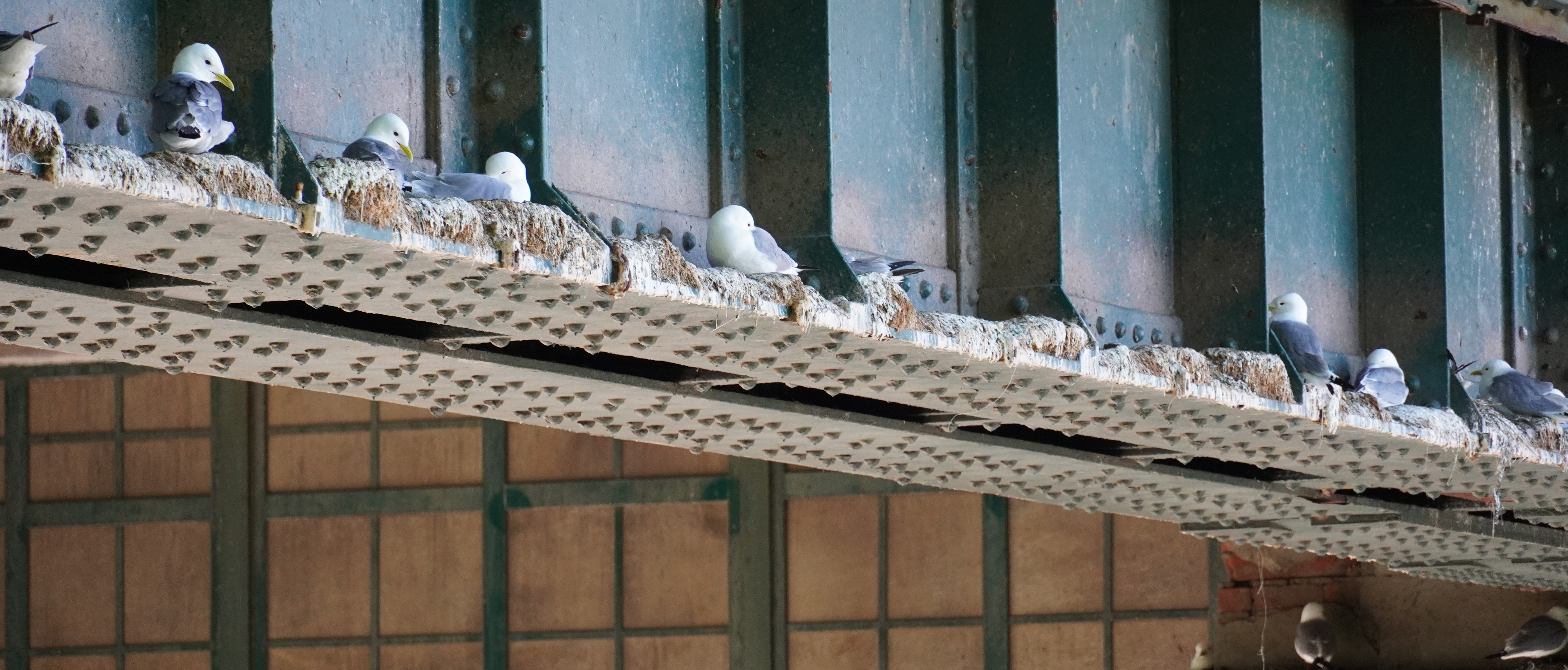 Kittiwake awareness banner